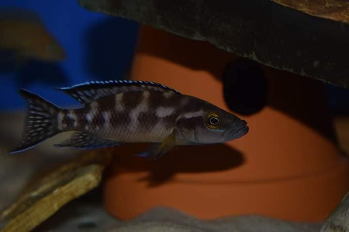Neolamprologus buescheri 'Katoto'